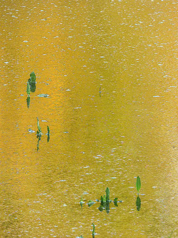 Etang jaune